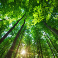 Environmental Compliance and Litigation Support