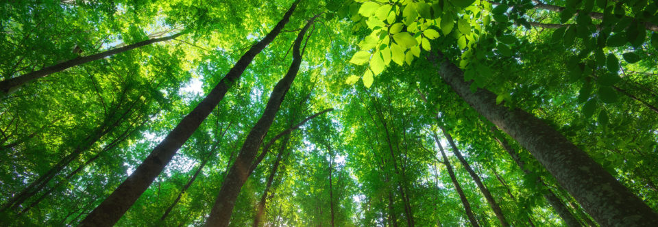 Environmental Compliance and Litigation Support